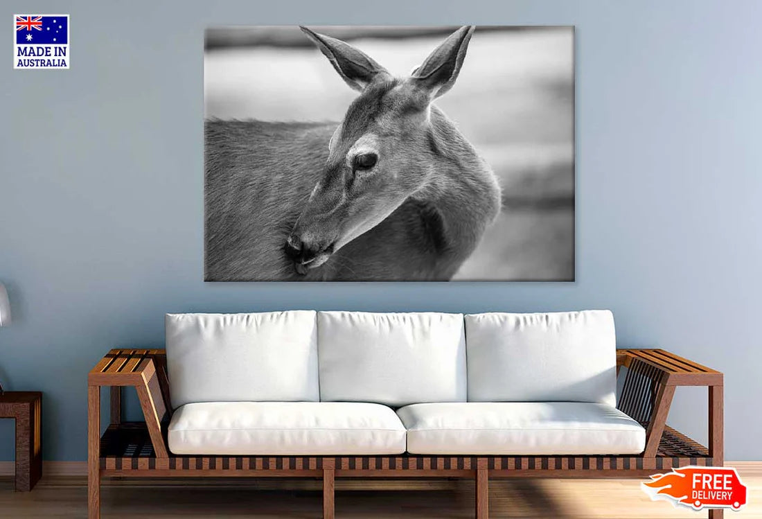 Deer Face B&W View Photograph 90x60cm Print 100% Australian Made - Bella Home Decor