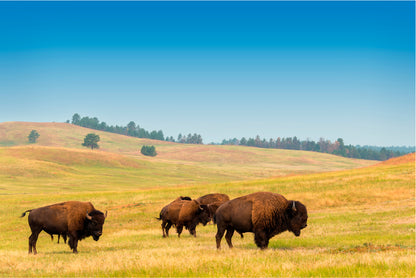 Herd of Buffalo Home Decor Premium Quality Poster Print Choose Your Sizes