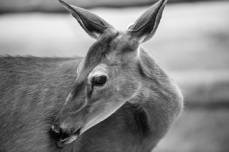 Deer Face B&W View Photograph 90x60cm Print 100% Australian Made - Bella Home Decor
