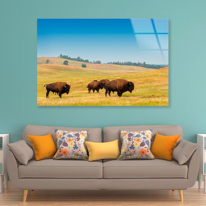 Herd of Buffalo Acrylic Glass Print Tempered Glass Wall Art 100% Made in Australia Ready to Hang