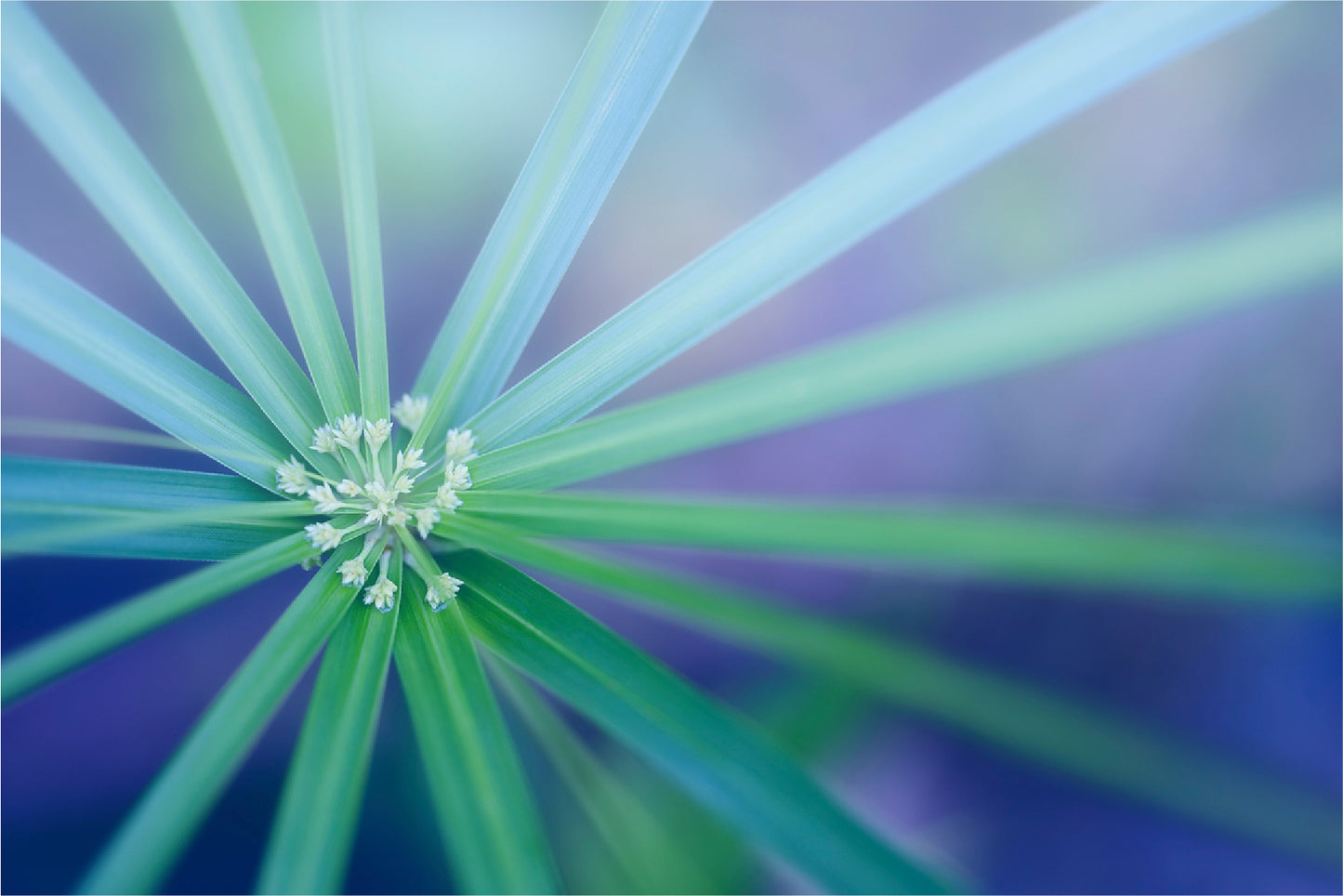 Palm Leaf Macro View Nature Print 100% Australian Made