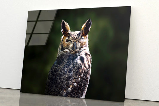 South American Great Horned Owl Close up View Acrylic Glass Print Tempered Glass Wall Art 100% Made in Australia Ready to Hang