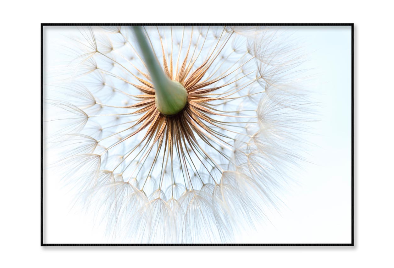 Dandelion With Seeds Blowing in The Wind Home Decor Premium Quality Poster Print Choose Your Sizes