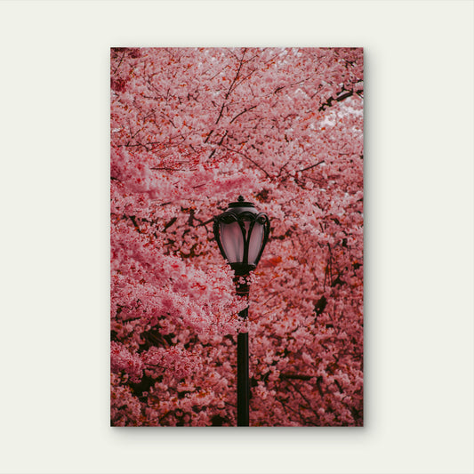 Antique Street Lamp Surrounded By Pink Cherry Blossoms 60x90cm Metal Print Ready to Hang