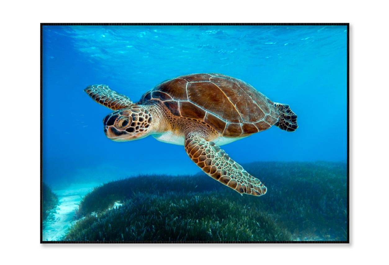 Turtle Swimming in The Ocean with A Lot of Water Home Decor Premium Quality Poster Print Choose Your Sizes