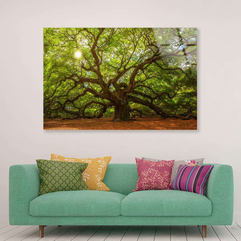 Tree With Sun Acrylic Glass Print Tempered Glass Wall Art 100% Made in Australia Ready to Hang