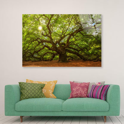 Tree With Sun Acrylic Glass Print Tempered Glass Wall Art 100% Made in Australia Ready to Hang