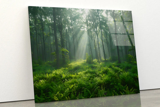Misty Morning in the Forest Acrylic Glass Print Tempered Glass Wall Art 100% Made in Australia Ready to Hang