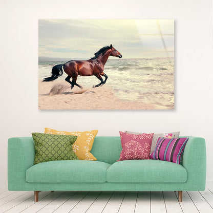 Wonderful Marine Landscape with Beautiful Bay Horse Acrylic Glass Print Tempered Glass Wall Art 100% Made in Australia Ready to Hang