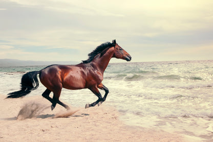 Wonderful Marine & Running Horse Home Decor Premium Quality Poster Print Choose Your Sizes