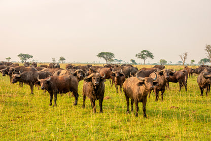 A Herd of Buffalo Grazing In a Field in Uganda Home Decor Premium Quality Poster Print Choose Your Sizes