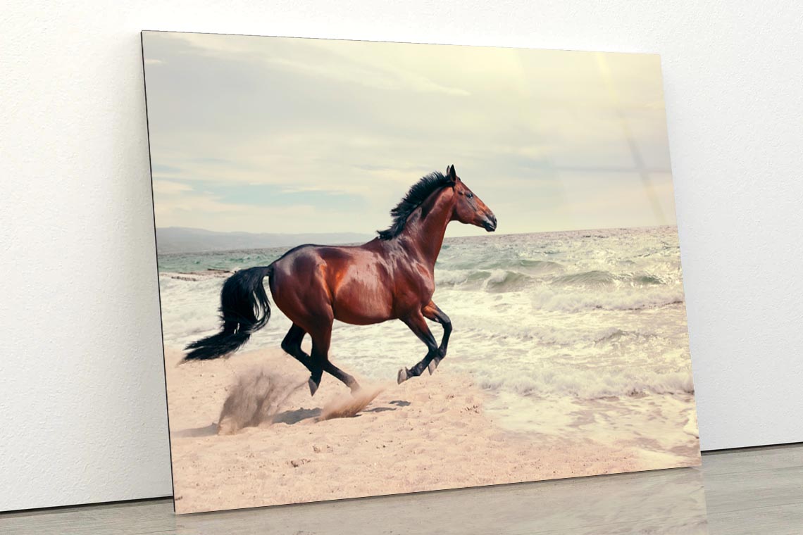 Wonderful Marine Landscape with Beautiful Bay Horse Acrylic Glass Print Tempered Glass Wall Art 100% Made in Australia Ready to Hang