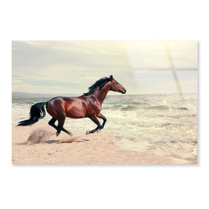 Wonderful Marine Landscape with Beautiful Bay Horse Acrylic Glass Print Tempered Glass Wall Art 100% Made in Australia Ready to Hang