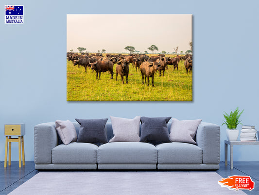 A Herd of Buffalo Grazing In a Field in Uganda Print 100% Australian Made