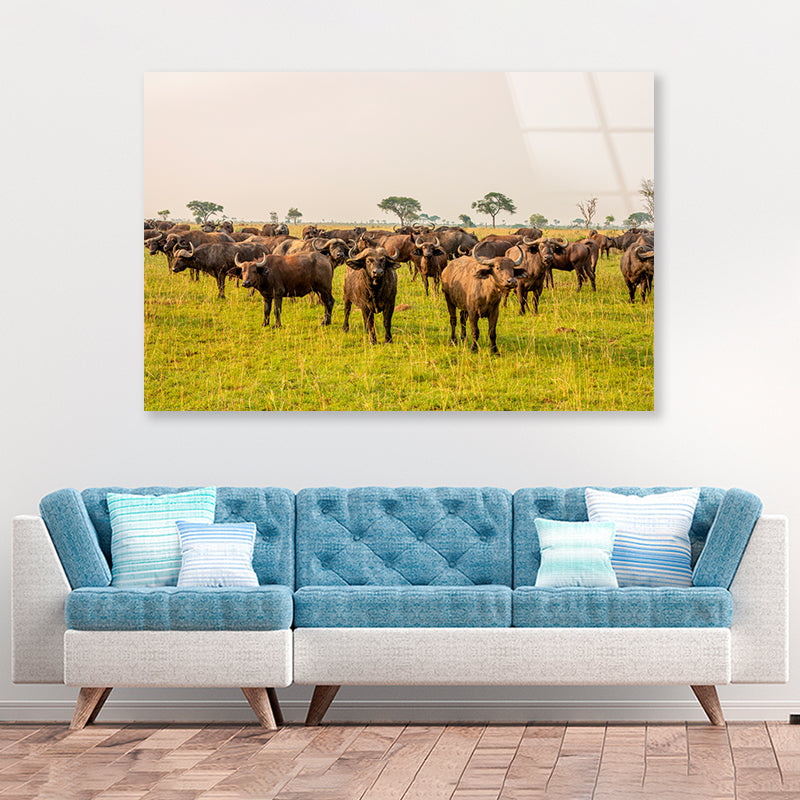 A Herd of Buffalo Grazing In a Field in Uganda Acrylic Glass Print Tempered Glass Wall Art 100% Made in Australia Ready to Hang