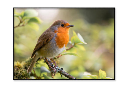 Bird In Family Turdidae, With Beak Open in Profile Home Decor Premium Quality Poster Print Choose Your Sizes - Bella Home Decor