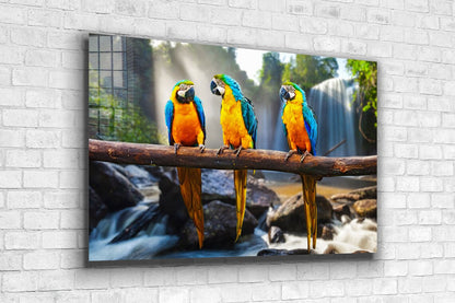 Macaw Birds on Branch UV Direct Aluminum Print Australian Made Quality