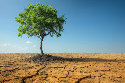 A Tree Is Standing In a Barren Desert Print 100% Australian Made - Bella Home Decor