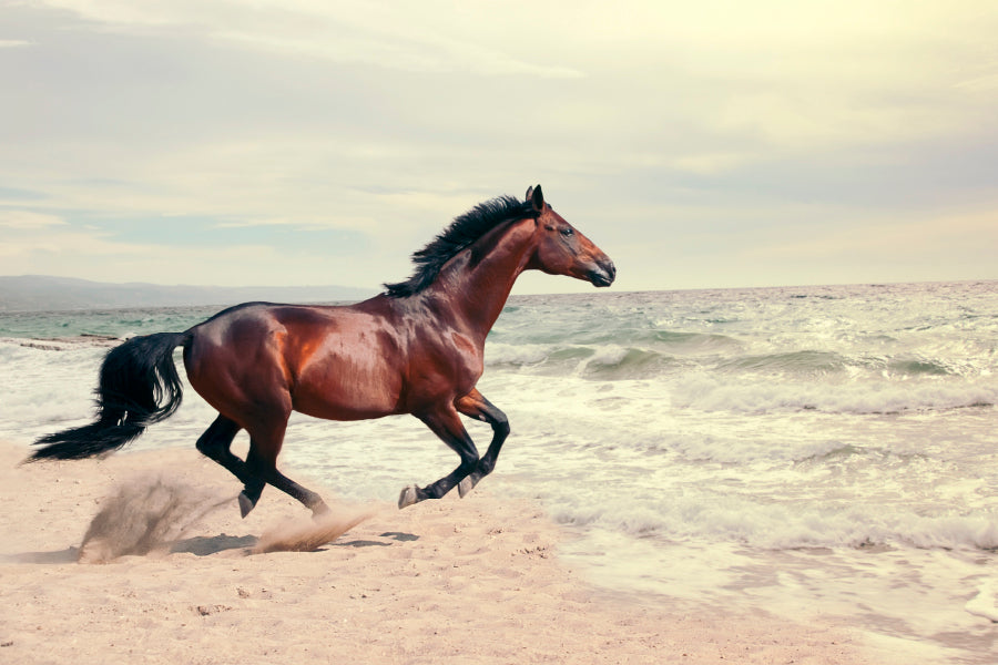 Wonderful Marine Landscape with Beautiful Bay Horse Acrylic Glass Print Tempered Glass Wall Art 100% Made in Australia Ready to Hang