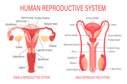 The Human Reproductive System Home Decor Premium Quality Poster Print Choose Your Sizes