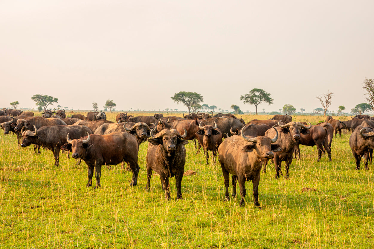 A Herd of Buffalo Grazing In a Field in Uganda Print 100% Australian Made