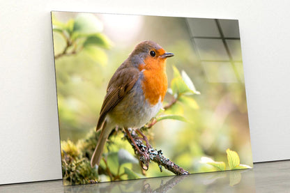 Bird In Family Turdidae, With Beak Open in Profile Acrylic Glass Print Tempered Glass Wall Art 100% Made in Australia Ready to Hang