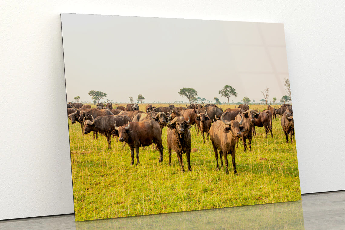 A Herd of Buffalo Grazing In a Field in Uganda Acrylic Glass Print Tempered Glass Wall Art 100% Made in Australia Ready to Hang