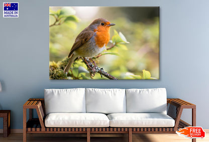 Bird In Family Turdidae, With Beak Open in Profile  Wall Art Decor 100% Australian Made - Bella Home Decor