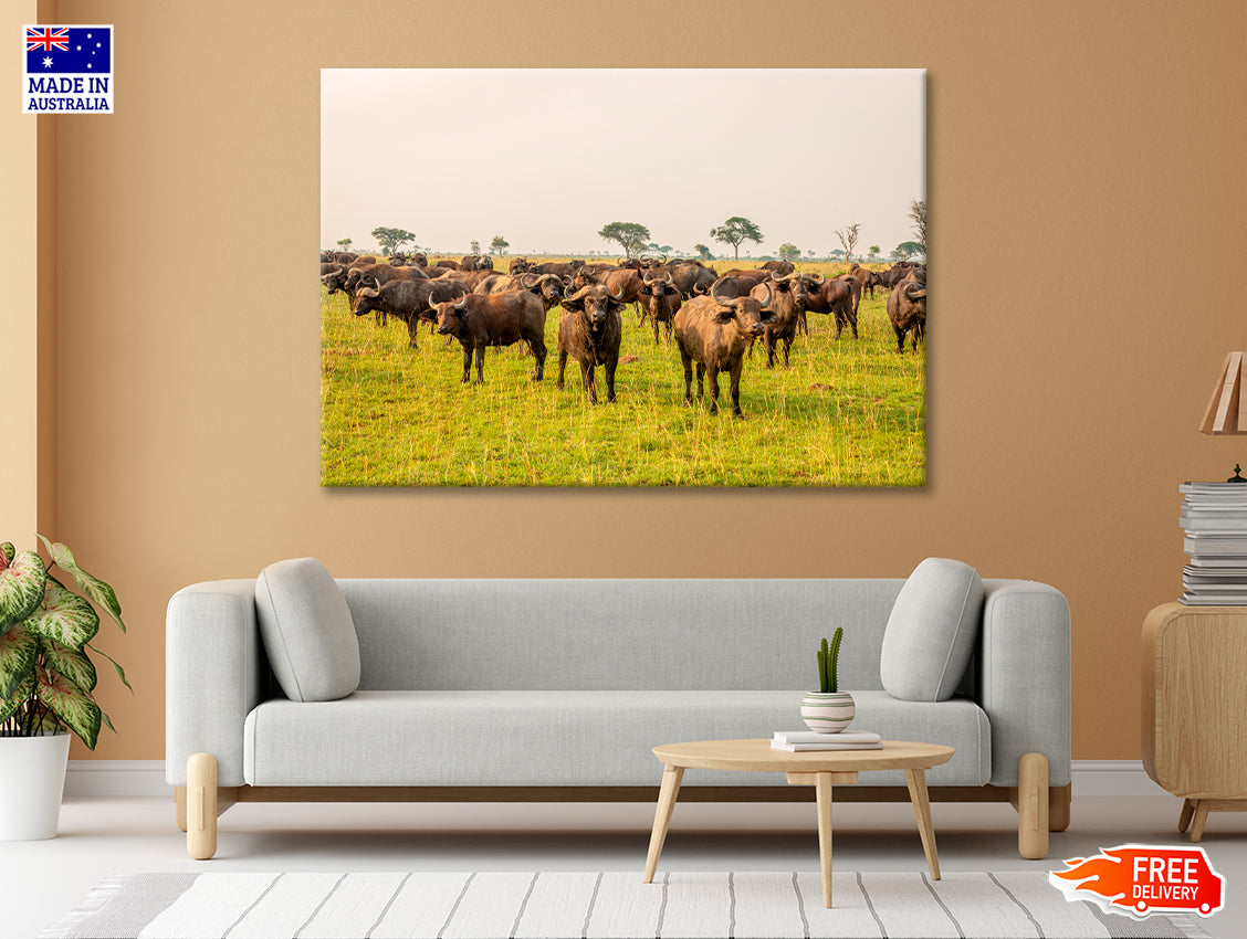 A Herd of Buffalo Grazing In a Field in Uganda Print 100% Australian Made