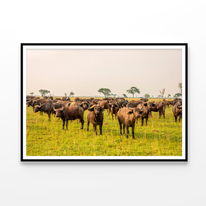 A Herd of Buffalo Grazing In a Field in Uganda Home Decor Premium Quality Poster Print Choose Your Sizes