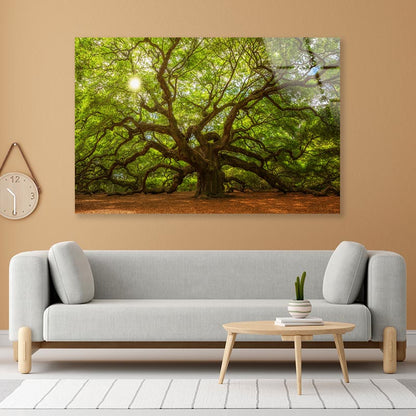 Tree With Sun Acrylic Glass Print Tempered Glass Wall Art 100% Made in Australia Ready to Hang