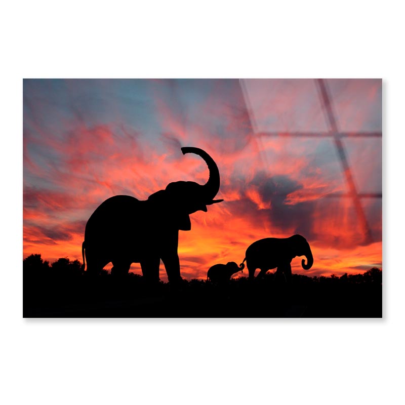 Elephant Family & Sunset Sky View Acrylic Glass Print Tempered Glass Wall Art 100% Made in Australia Ready to Hang