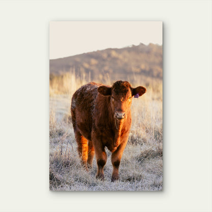 Red Angus Calf in Field at Sunrise 40x60cm Metal Print Ready to Hang