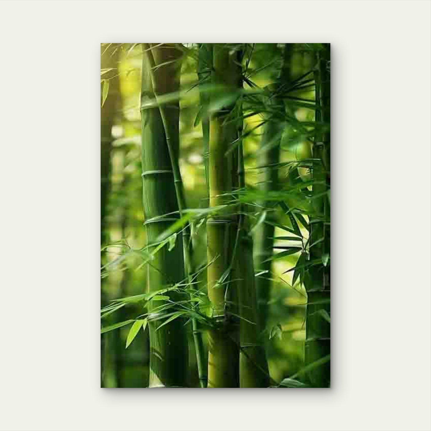 Sunlit Bamboo Forest 60x90cm Metal Print Ready to Hang