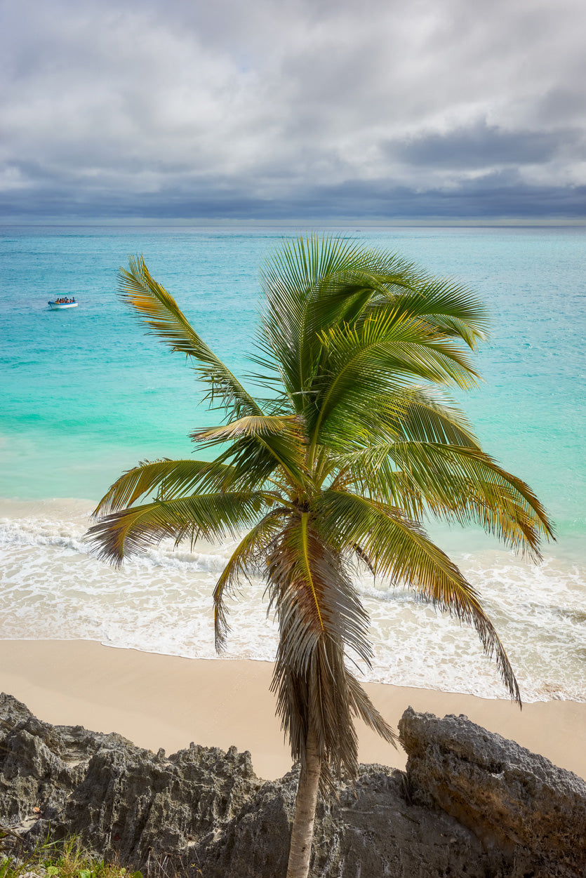 Palm Tree & Rocks near Beach Photograph Glass Framed Wall Art, Ready to Hang Quality Print