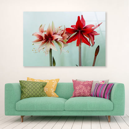 A Group of Red Lily Flowers Acrylic Glass Print Tempered Glass Wall Art 100% Made in Australia Ready to Hang