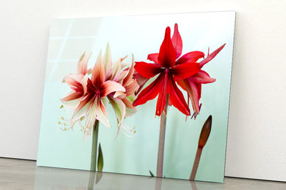 A Group of Red Lily Flowers Acrylic Glass Print Tempered Glass Wall Art 100% Made in Australia Ready to Hang