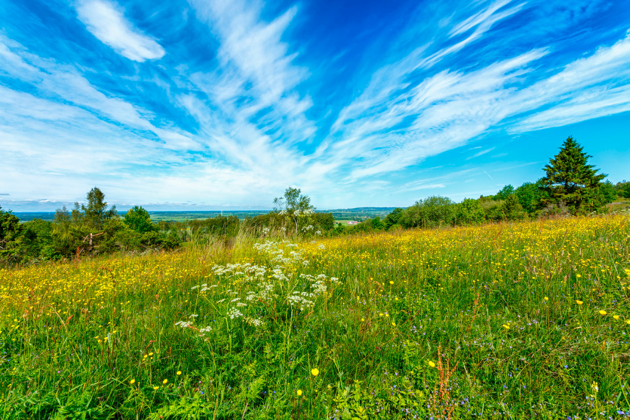 Flowering Meadow with Cirrus Cloud in the Sky Home Decor Premium Quality Poster Print Choose Your Sizes