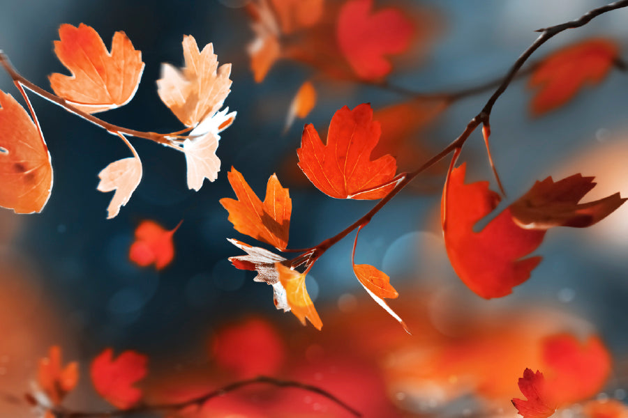 Red Leaves In The Autumn Forest Glass Framed Wall Art, Ready to Hang Quality Print