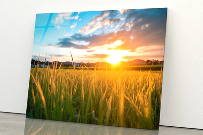 Peaceful Grassland Scenery on Sunset Acrylic Glass Print Tempered Glass Wall Art 100% Made in Australia Ready to Hang