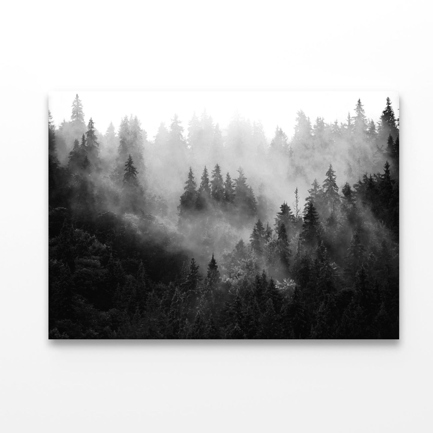 Trees In Mist Black and White Acrylic Glass Print Tempered Glass Wall Art 100% Made in Australia Ready to Hang