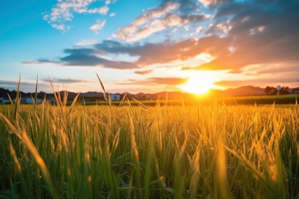 Peaceful Grassland Scenery on Sunset Home Decor Premium Quality Poster Print Choose Your Sizes - Bella Home Decor