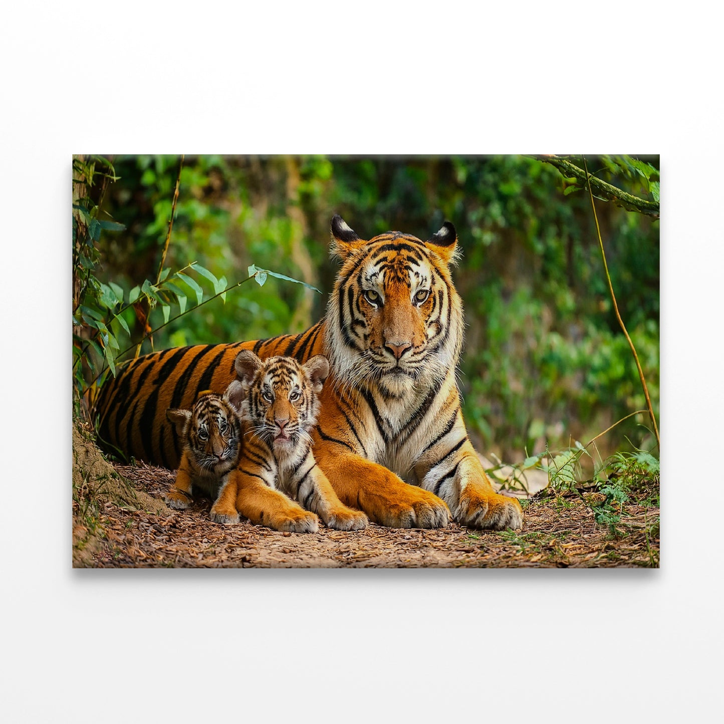 Bengal Tiger with Cubs in Forest Wall Art Decor 100% Australian Made - Bella Home Decor