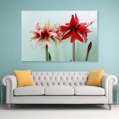 A Group of Red Lily Flowers Acrylic Glass Print Tempered Glass Wall Art 100% Made in Australia Ready to Hang