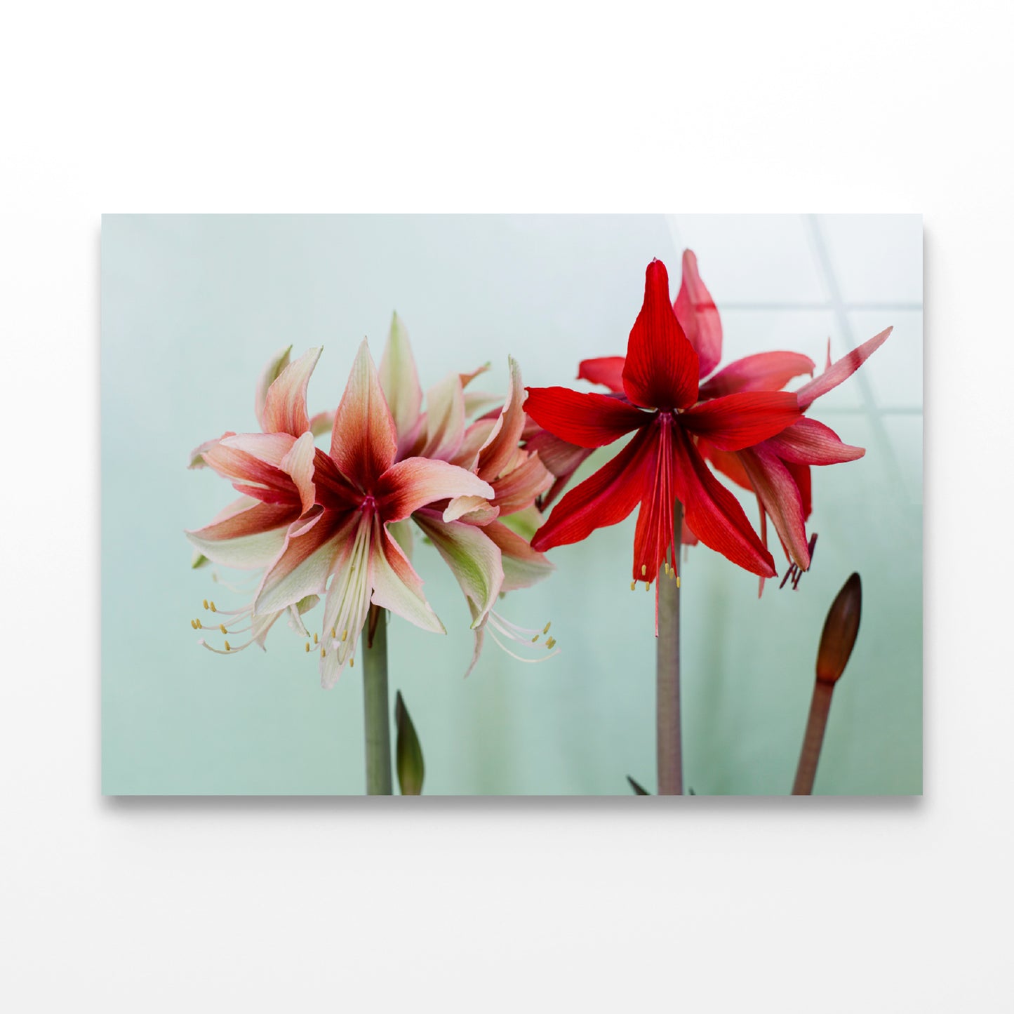 A Group of Red Lily Flowers Acrylic Glass Print Tempered Glass Wall Art 100% Made in Australia Ready to Hang