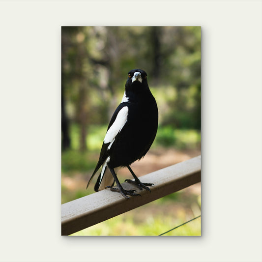Aussie Magpie Native Bird Nature Art 40x60cm Metal Print Ready to Hang