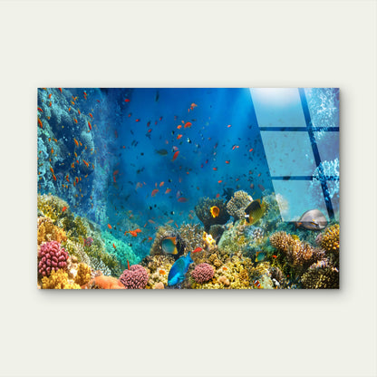 Red Sea Coral Reef Tropical Fish Ocean Acrylic Glass Printing Wall Art Australian Made Quality