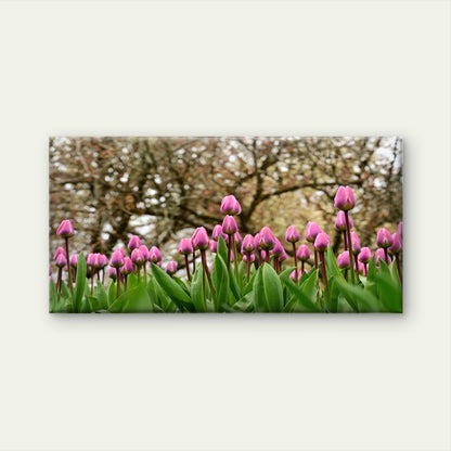 Pink Tulips In Spring Wall Art Canvas Office Home Room Framed 120x60cm