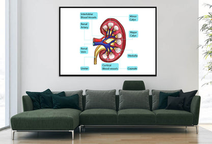 Inside Human Kidney Diagram Home Decor Premium Quality Poster Print Choose Your Sizes