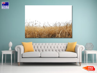 A Field Of Tall Grass under a Sky in winter Print 100% Australian Made